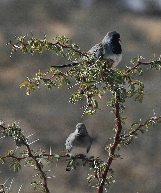 Namaqua Dove