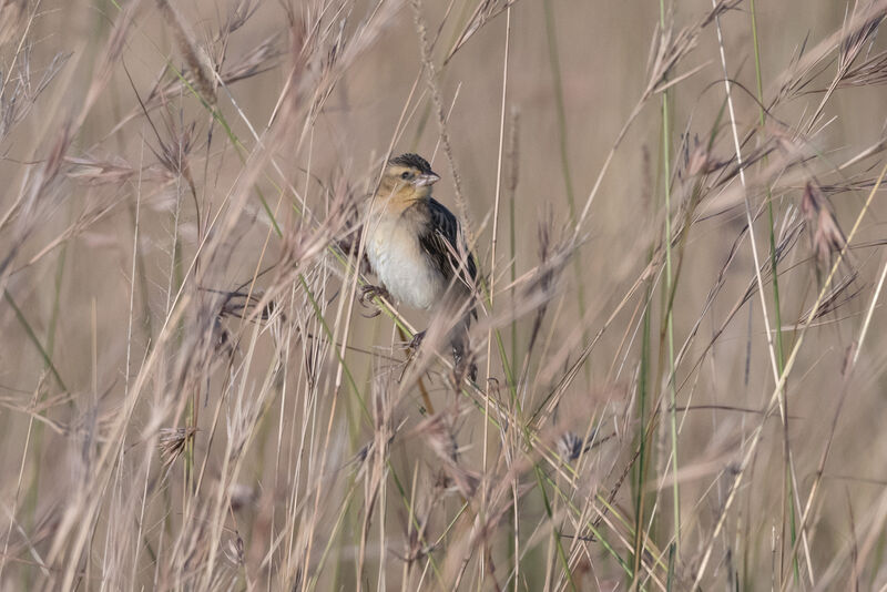 Travailleur cardinal