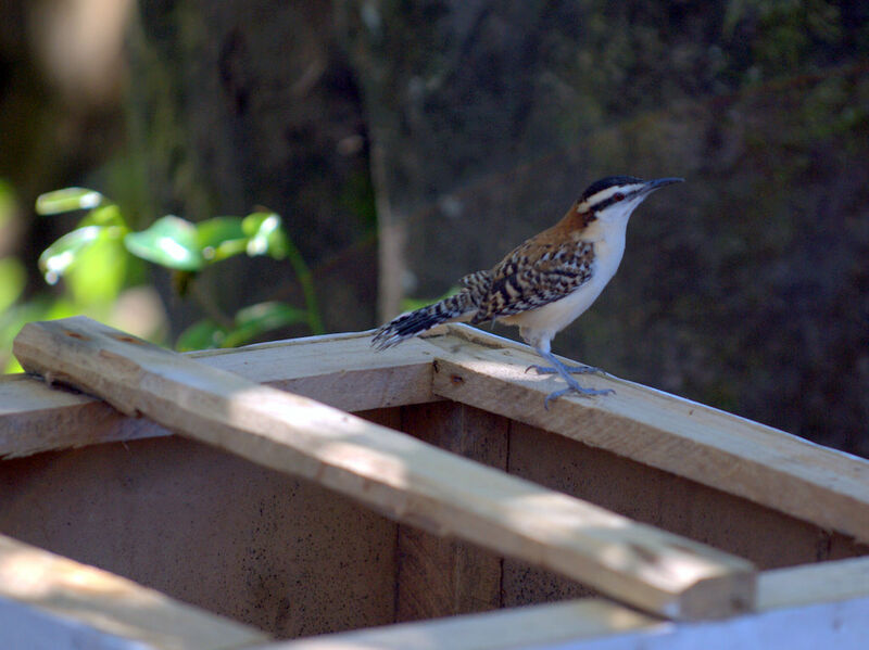 Veracruz Wren