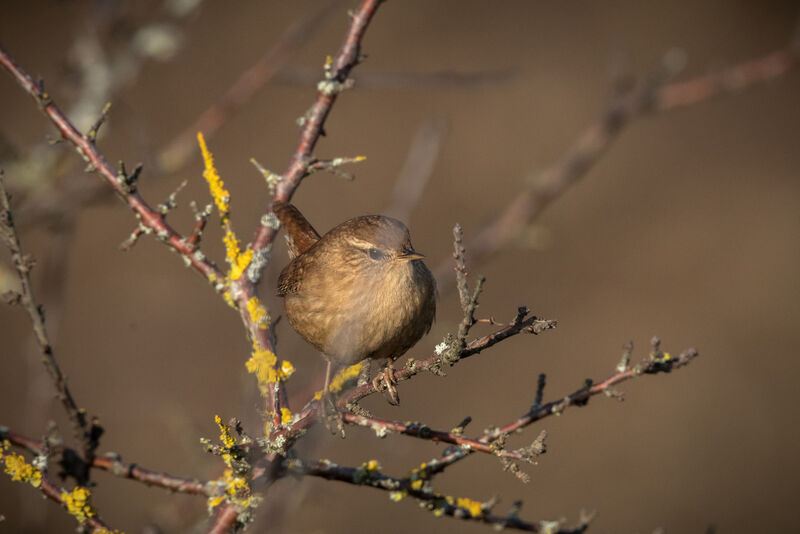 Eurasian Wren