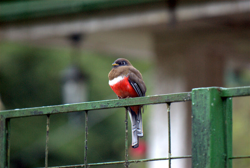 Collared Trogon female adult