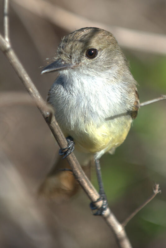 Tyran des Galapagos