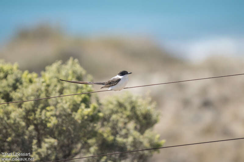 Tyran des savanes, identification