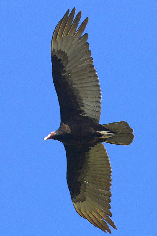 Turkey Vulture