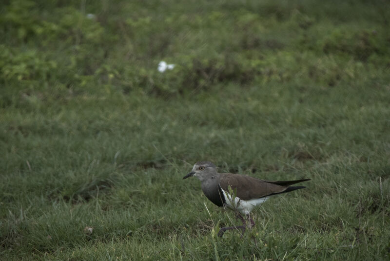 Vanneau à ailes noires