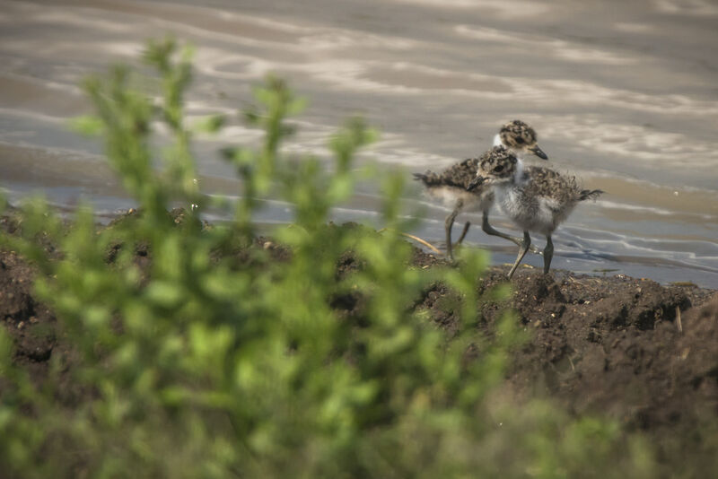 Blacksmith Lapwing