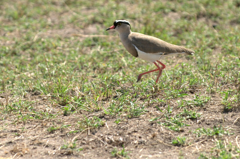 Crowned Lapwing