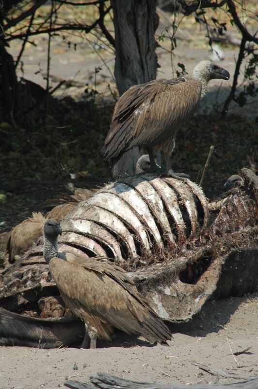 White-backed Vulture