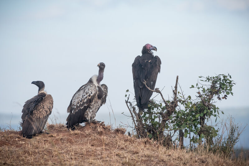 White-backed Vulture