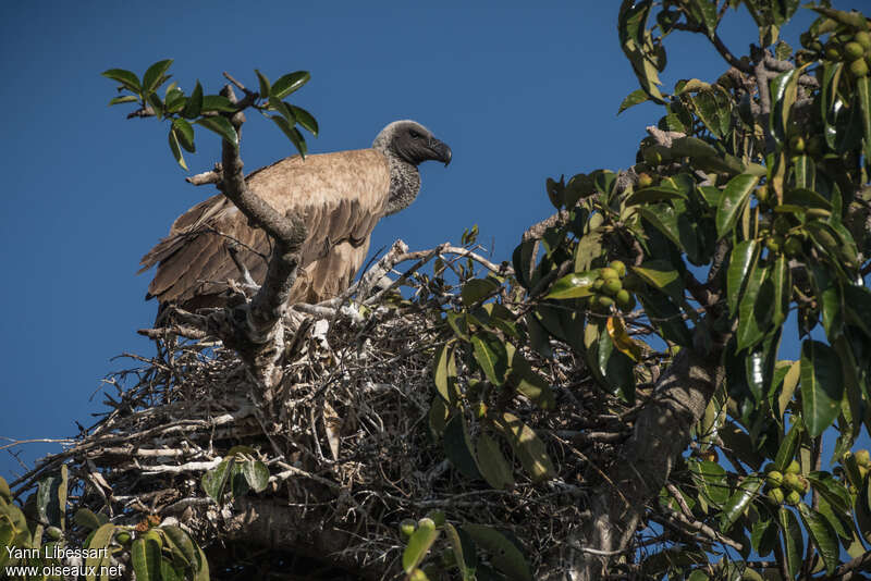 White-backed Vultureadult, Reproduction-nesting