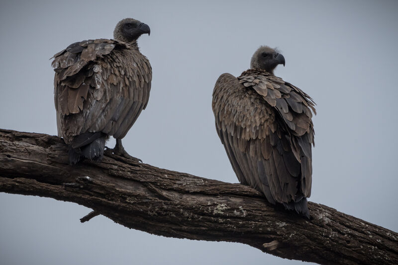 White-backed Vulture