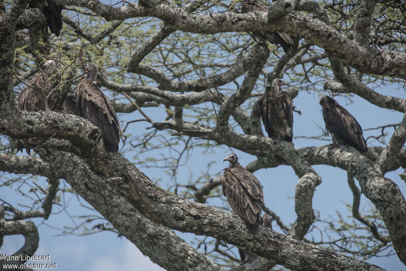 Vautour charognard, habitat, Comportement