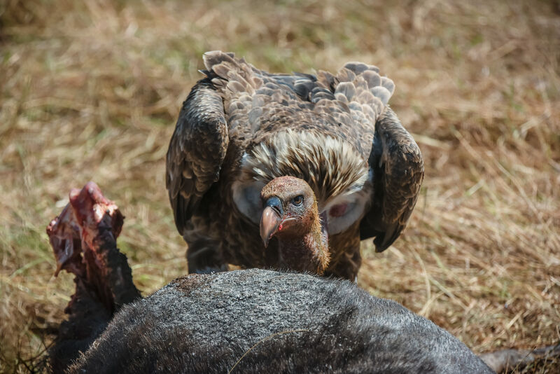 Rüppell's Vulture