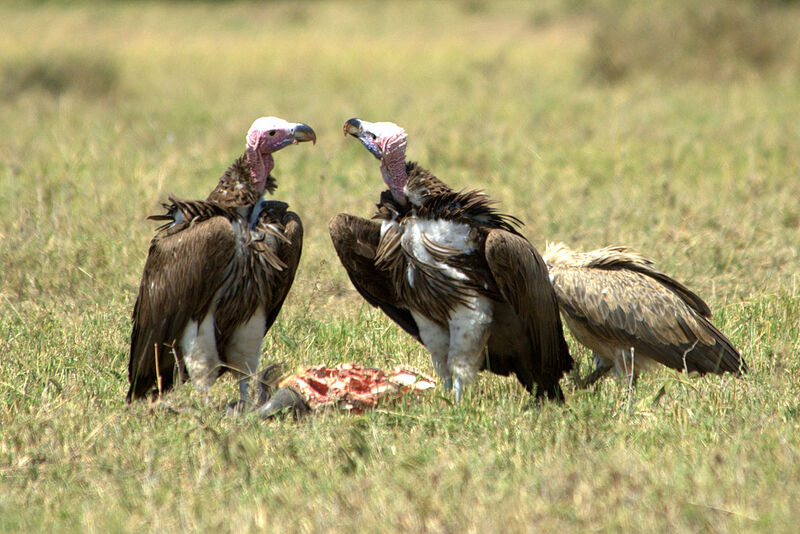 Lappet-faced Vulture