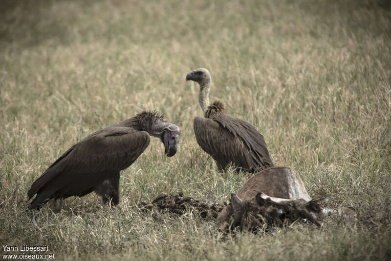 Lappet-faced Vultureimmature, identification