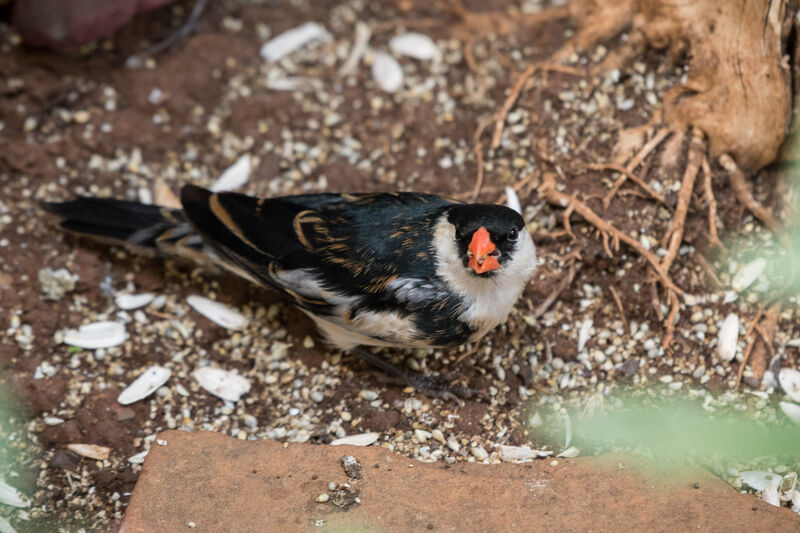 Pin-tailed Whydah