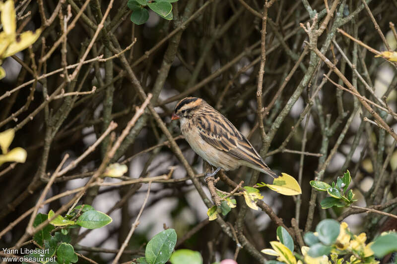 Veuve dominicaine femelle adulte internuptial, identification