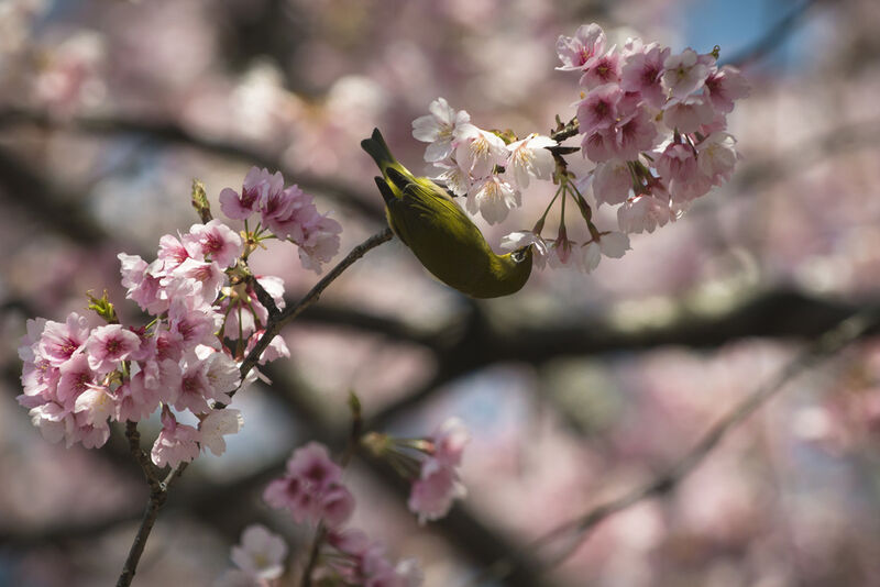 Zostérops du Japon