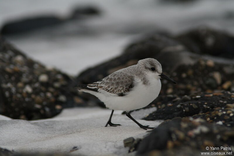 Bécasseau sanderling