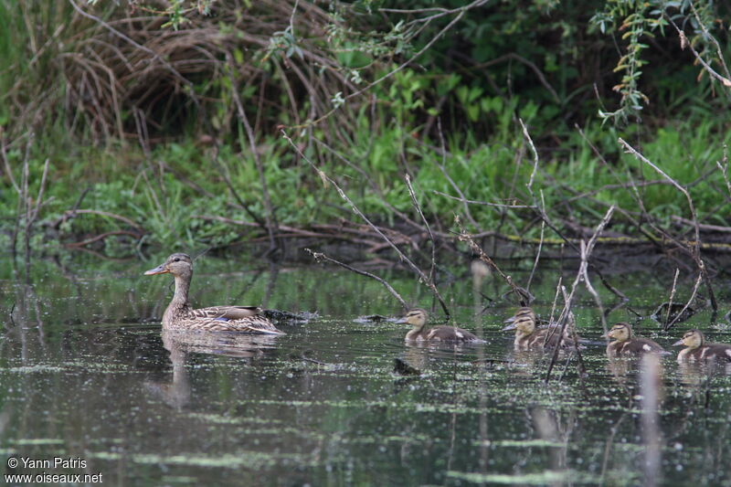 Canard colvert femelle adulte