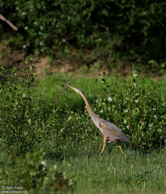 Purple Heronadult