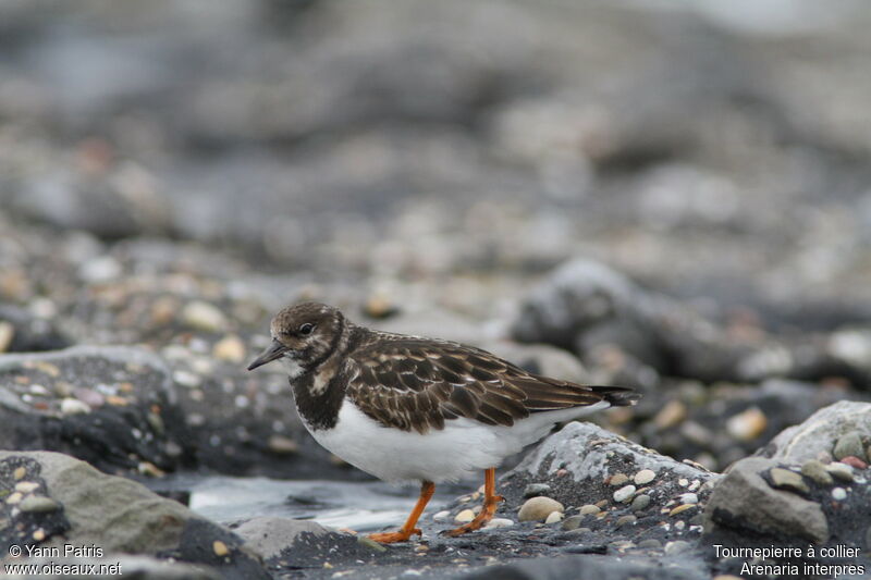 Ruddy Turnstone, identification