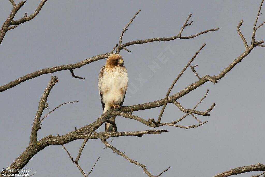 Booted Eagle