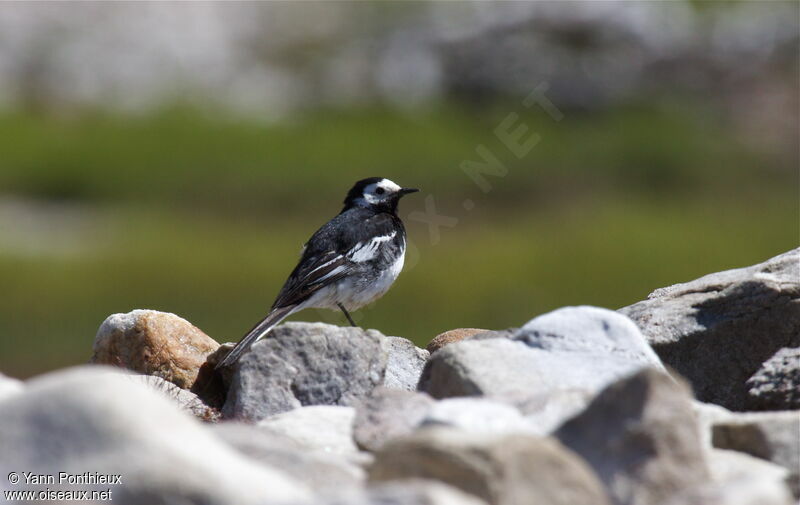 White Wagtail (yarrellii)adult breeding