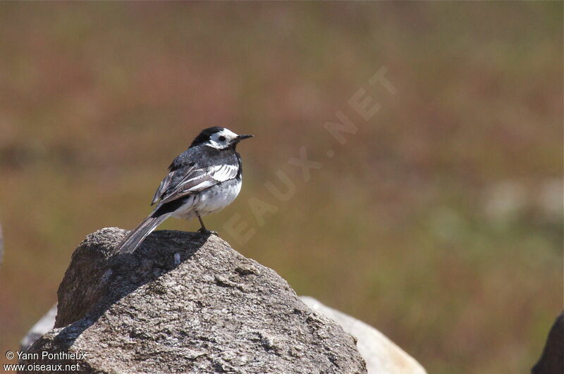 White Wagtail (yarrellii)adult breeding