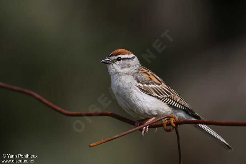 Chipping Sparrow