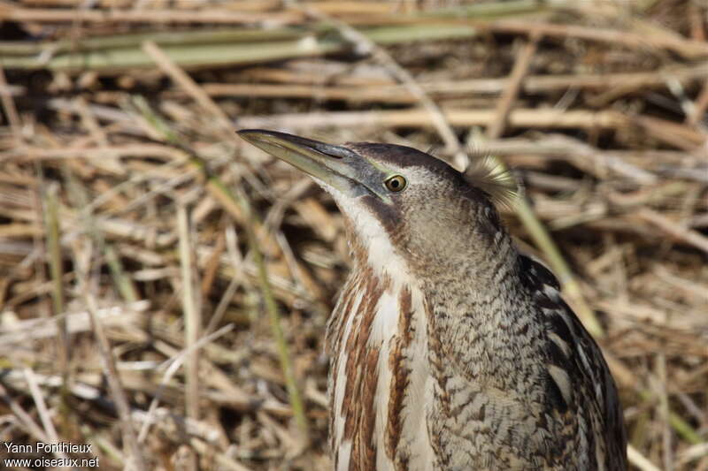 Eurasian Bittern, close-up portrait