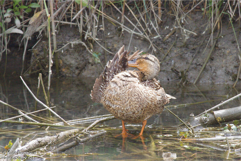 Canard colvert femelle