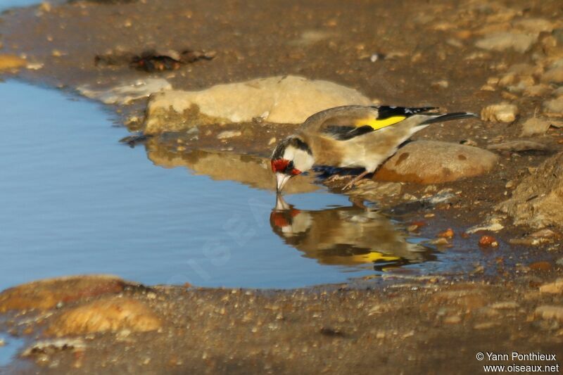 European Goldfinch