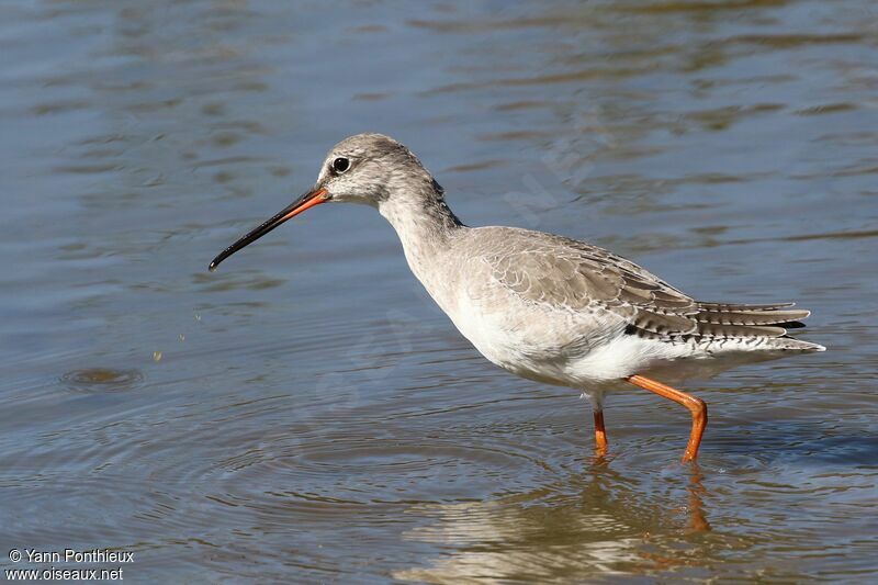 Spotted Redshank