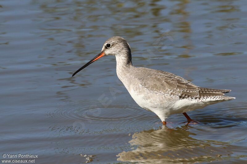 Spotted Redshank