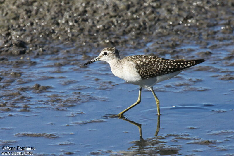 Wood Sandpiper