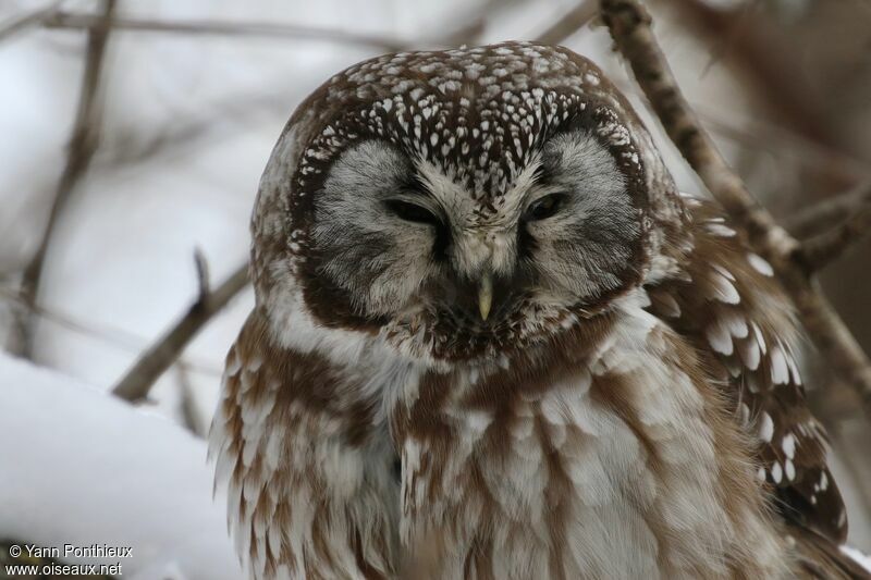 Boreal Owl