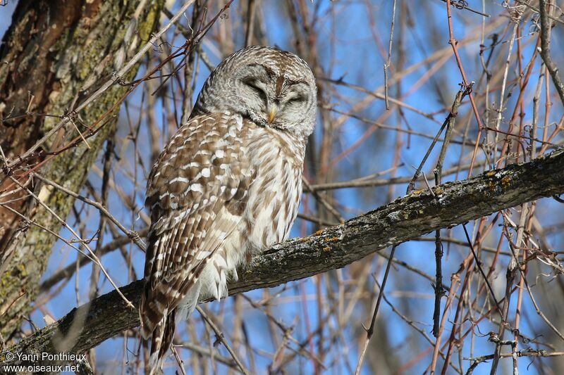 Barred Owl