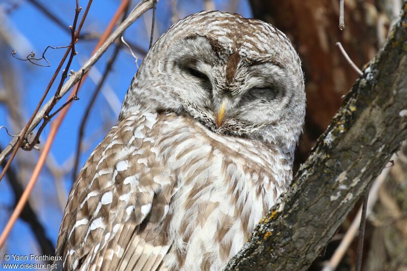 Barred Owl