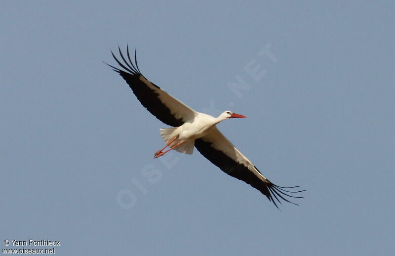 Cigogne blancheadulte