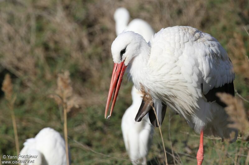 White Stork