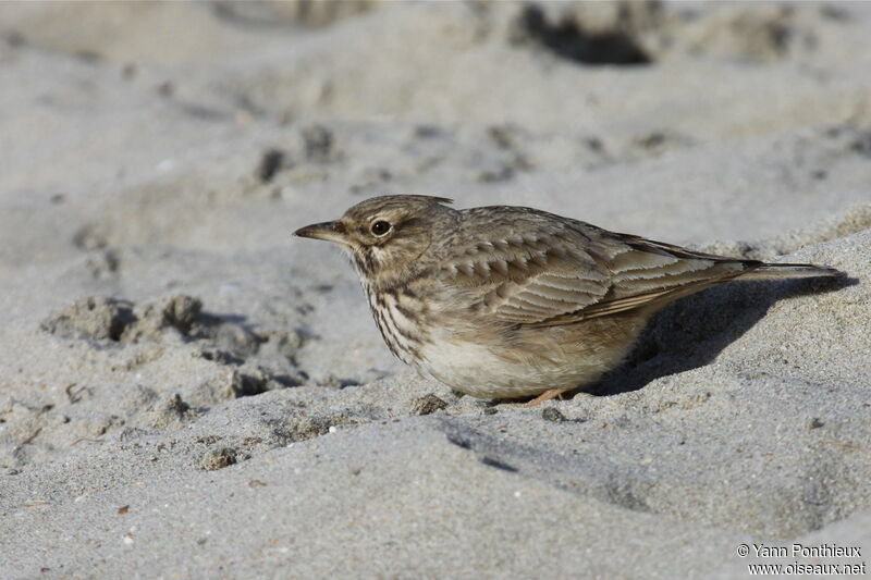 Cochevis huppé