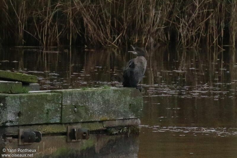 Pygmy Cormorant