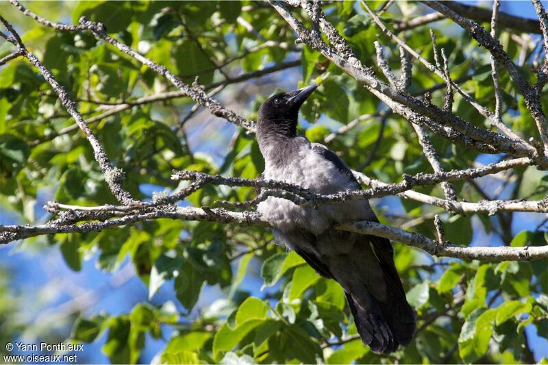 Hooded Crowimmature