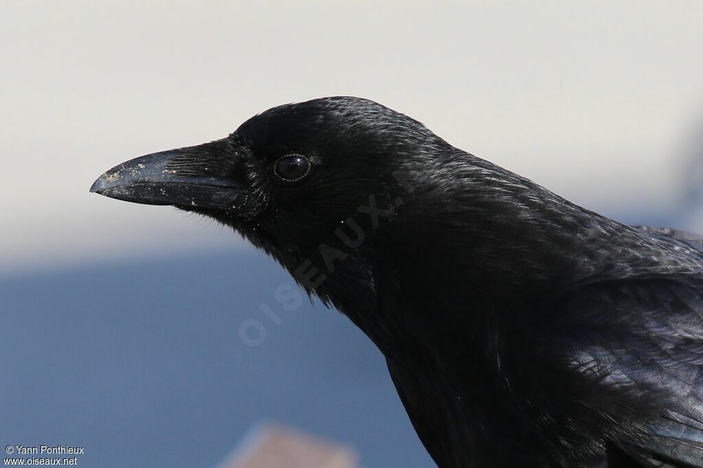 Carrion Crow