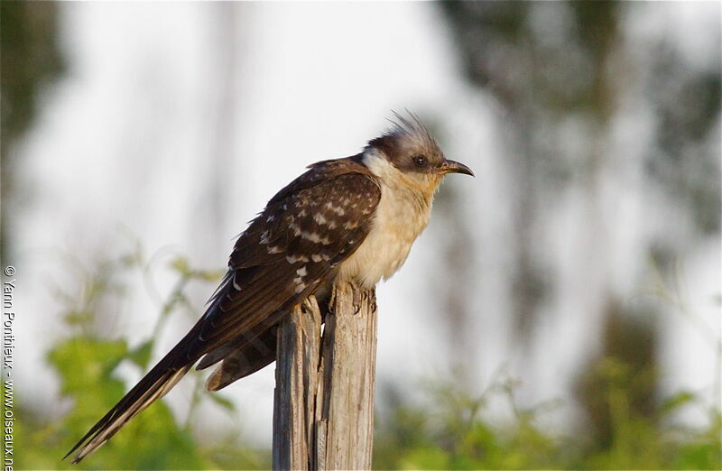 Great Spotted Cuckooadult