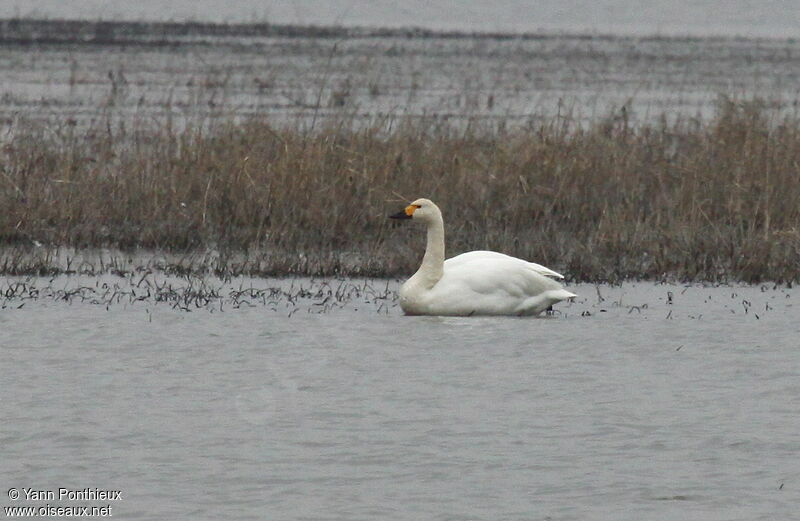 Tundra Swanadult