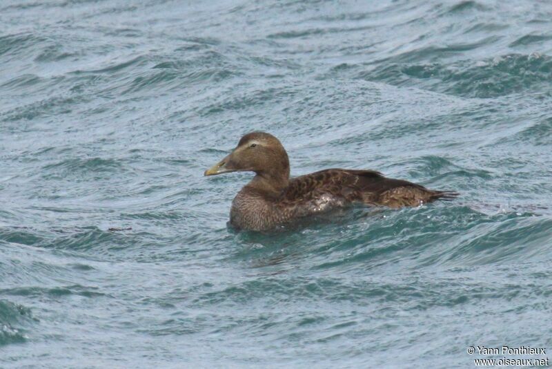 Eider à duvet femelle 1ère année