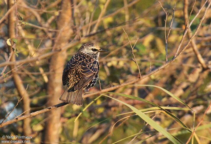 Common Starling