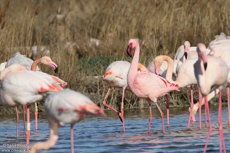 Lesser Flamingo